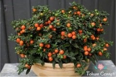 Solanum Kudüs Kirazı Tohumu (10 Tohum)