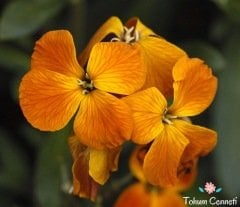 Sarı Renkli Şebboy Çiçeği Tohumu (30 Tohum)