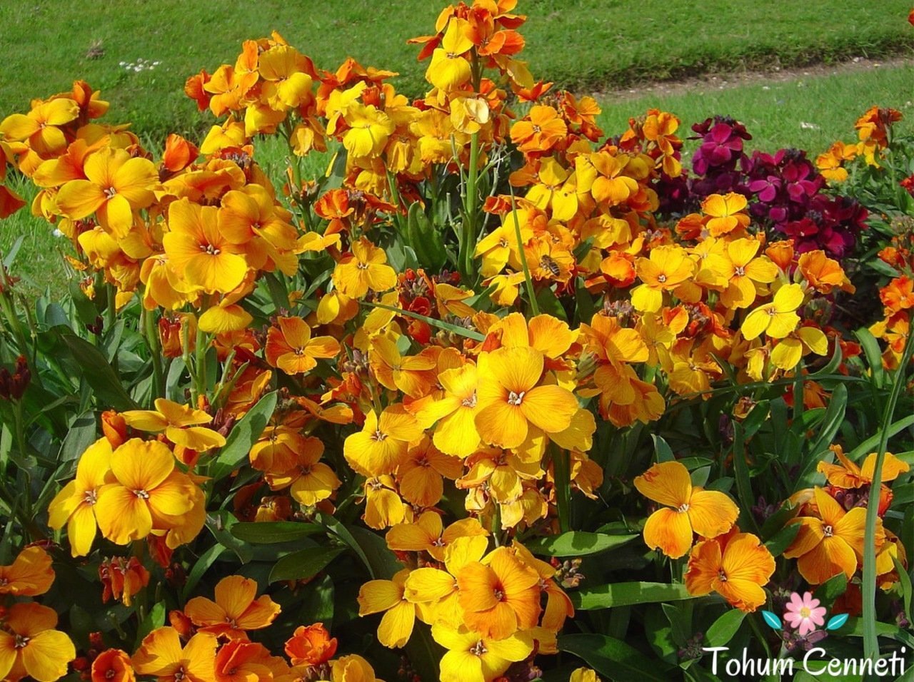 Sarı Renkli Şebboy Çiçeği Tohumu (30 Tohum)