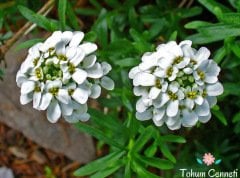 Karışık Renkli Candytuf İberis Çiçeği Tohumu(50 Tohum)