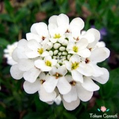 Karışık Renkli Candytuf İberis Çiçeği Tohumu(50 Tohum)
