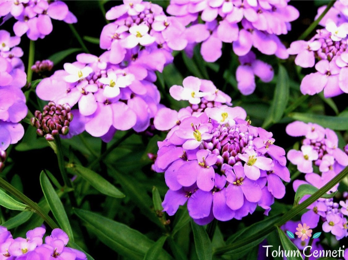 Karışık Renkli Candytuf İberis Çiçeği Tohumu(50 Tohum)