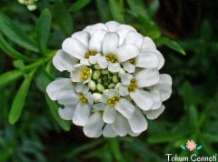 Karışık Renkli Candytuf İberis Çiçeği Tohumu(50 Tohum)