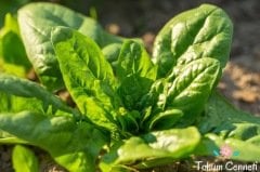 Geniş Yaprak Ispanak Tohumu (100 Tohum)