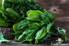 Geniş Yaprak Ispanak Tohumu (100 Tohum)