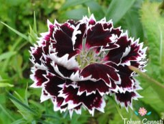 Siyah Beyaz Karanfil Çiçeği Tohumu (20 Tohum)