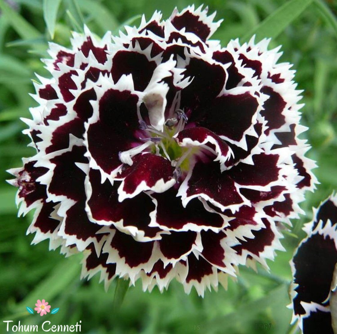 Siyah Beyaz Karanfil Çiçeği Tohumu (20 Tohum)