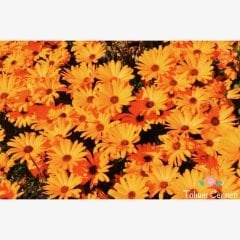 Las Vegas Nergisi Tohumu (25 Tohum)