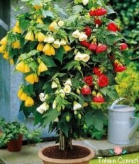 Karışık Renkli Abutilon Çiçeği Tohumu (10 Tohum)
