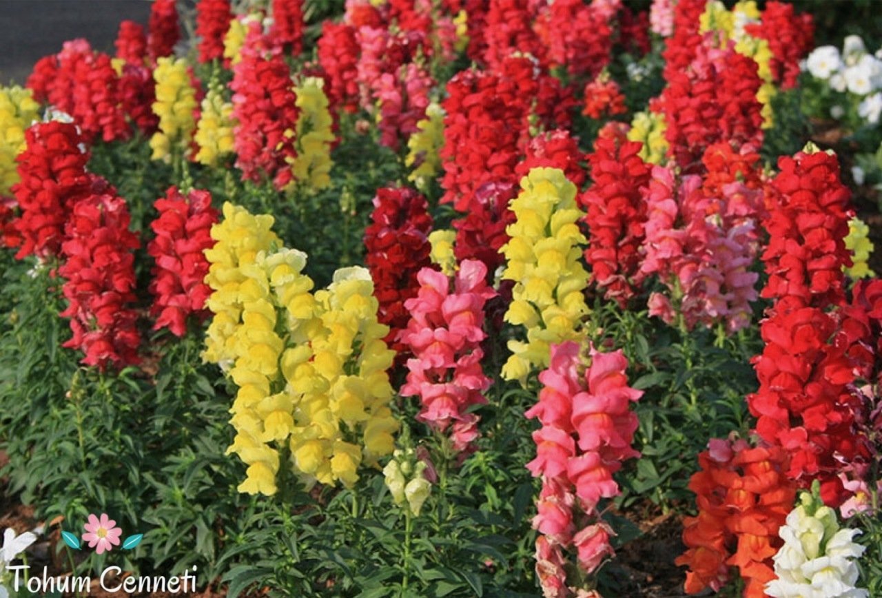 Bodur Aslanağzı Çiçeği Tohumu (250 Tohum)