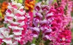 Bodur Aslanağzı Çiçeği Tohumu (250 Tohum)