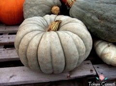 Sweet Gourd Balkabağı Tohumu (10 Tohum)