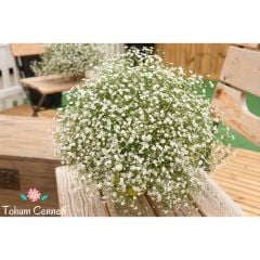 Bebek Nefesi Çiçeği Tohumu (100 Tohum)