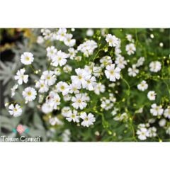 Bebek Nefesi Çiçeği Tohumu (100 Tohum)