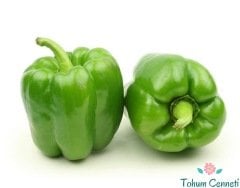 Kandil Dolmalık Biber Tohumu (100 Tohum)