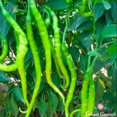 Tatlı Kıl Biber Tohumu (50 Tohum)