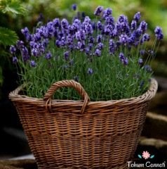 Bodur İngiliz Lavanta Çiçeği Tohumu (50 Tohum)