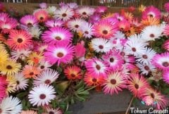 Karışık Renkli Buz Çiçeği Tohumu (250 Tohum)