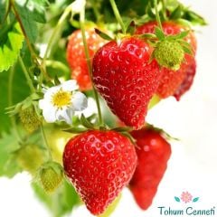 Yediveren Çilek Tohumu (50 Tohum)