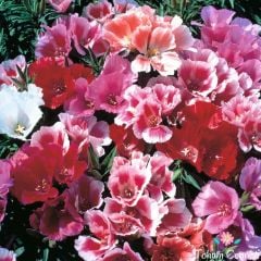 Karışık Renkli Katmerli Godetya Çiçeği Tohumu (100 Tohum)