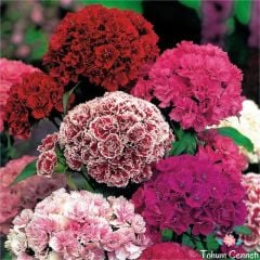 Karışık Renkli Katmerli Hüsnüyusuf Çiçeği Tohumu (50 Tohum)