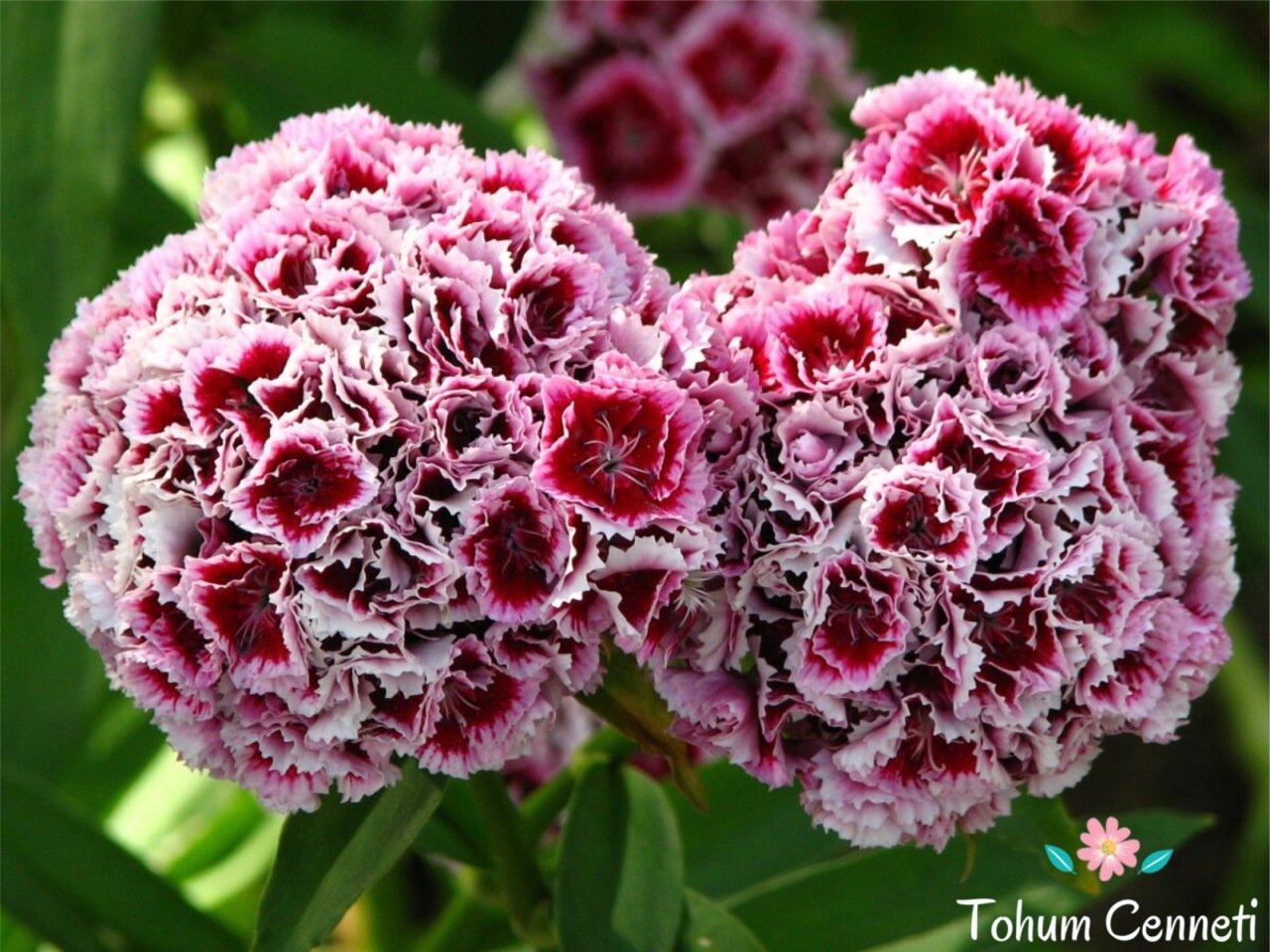 Karışık Renkli Katmerli Hüsnüyusuf Çiçeği Tohumu (50 Tohum)