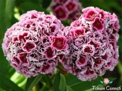 Karışık Renkli Katmerli Hüsnüyusuf Çiçeği Tohumu (50 Tohum)