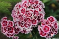 Karışık Renkli Katmerli Hüsnüyusuf Çiçeği Tohumu (50 Tohum)