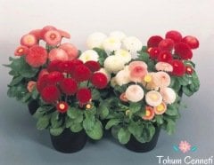 Katmerli İngiliz Papatyası Çiçeği Tohumu (50 Tohum)