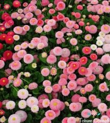 Katmerli İngiliz Papatyası Çiçeği Tohumu (50 Tohum)