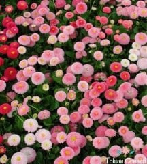 Katmerli İngiliz Papatyası Çiçeği Tohumu (50 Tohum)