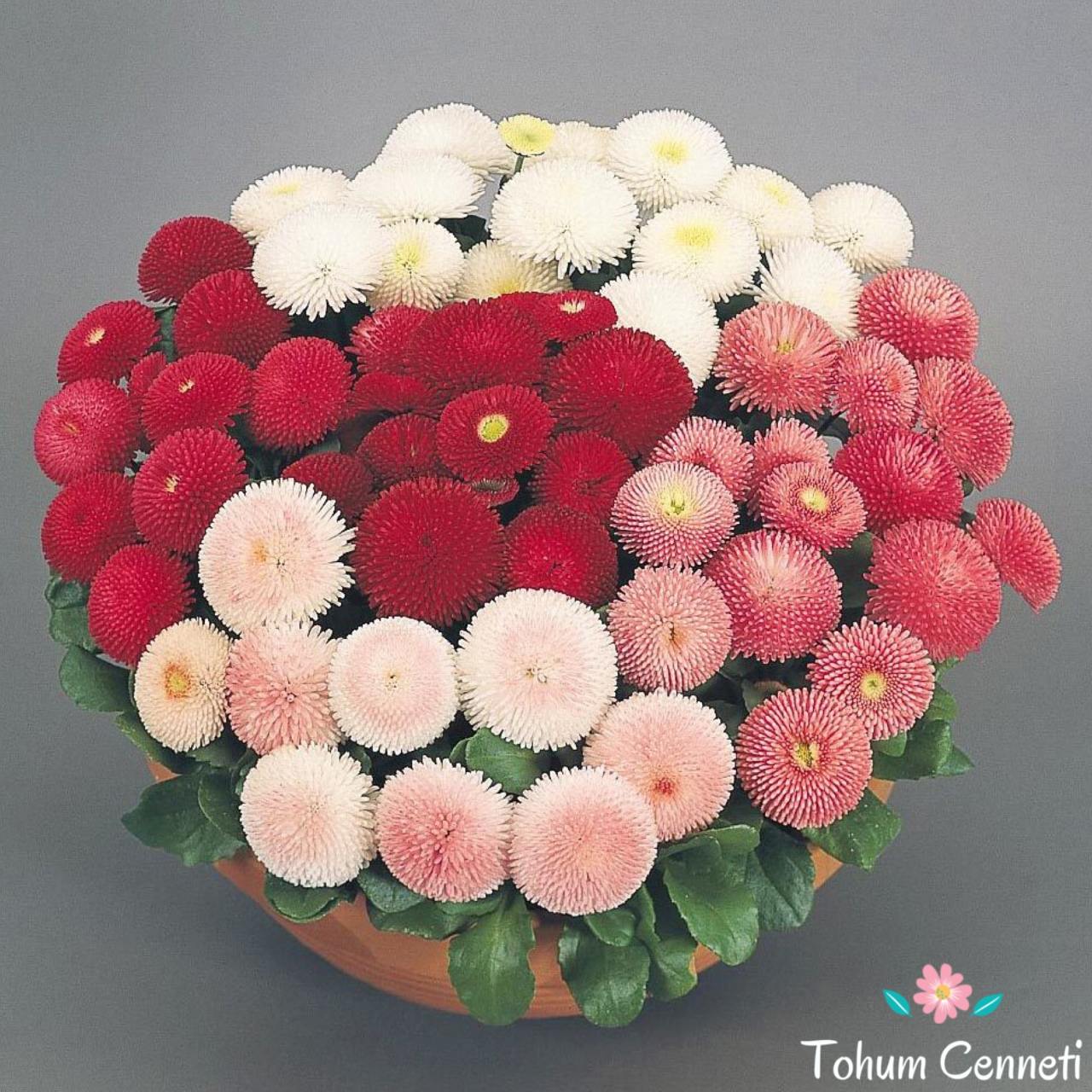 Katmerli İngiliz Papatyası Çiçeği Tohumu (50 Tohum)