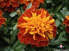 Karagöz Kadife Çiçeği Tohumu (25 Tohum)