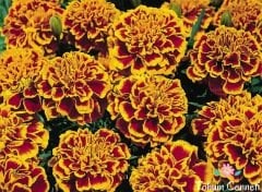 Karagöz Kadife Çiçeği Tohumu (25 Tohum)