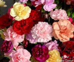 İri Çiçekli Karanfil Tohumu (30 Tohum)