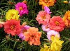 Katmerli Kedi Tırnağı Çiçeği Tohumu (200 Tohum)