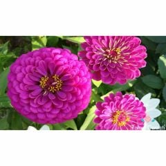 Mor Renkli Kirli Hanım Çiçeği Tohumu (25 Tohum)