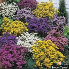 Karışık Renkli Limonium Çiçeği Tohumu (20 Tohum)