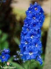 Mavi Hazeran Çiçeği Tohumu (30 Tohum)