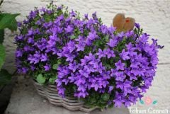 Maviş Çiçeği Tohumu (50 Tohum)