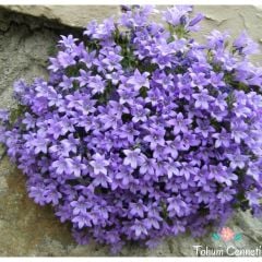 Maviş Çiçeği Tohumu (50 Tohum)