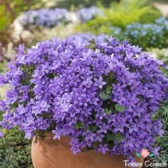 Maviş Çiçeği Tohumu (50 Tohum)