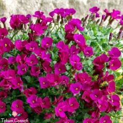 Kırmızı Renkli Obrizya Çiçeği Tohumu (25 Tohum)