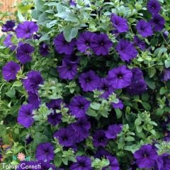 Eflatun Renkli Bodur Petunya Çiçeği Tohumu (200 Tohum)