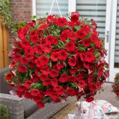 Kırmızı Renkli Bodur Petunya Çiçeği Tohumu (200 Tohum)