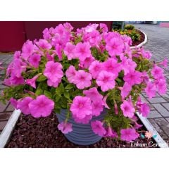 Pembe Renkli Bodur Petunya Çiçeği Tohumu (200 Tohum)