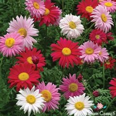 Karışık Renkli Saray Patı Çiçeği Tohumu (20 Adet)