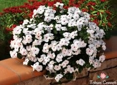 Karışık Renkli Sarkan Vinca Rozet Çiçeği Tohumu (10 Tohum)