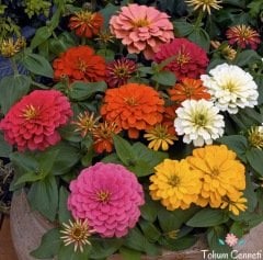 Karışık Renkli Zinnia Çiçeği Tohumu (25 Tohum)