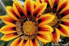 Koyun Gözü Çiçeği Tohumu (25 Tohum)